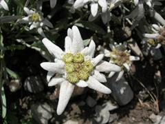 ادلوایس ، گل برفی